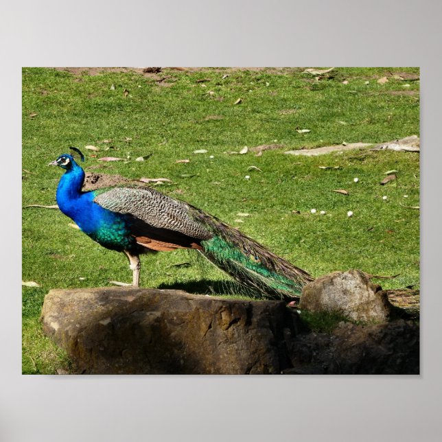 Affiches Pacock (Devant)