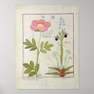 Affiches Paeonia ou Peony, et Orchis myanthos