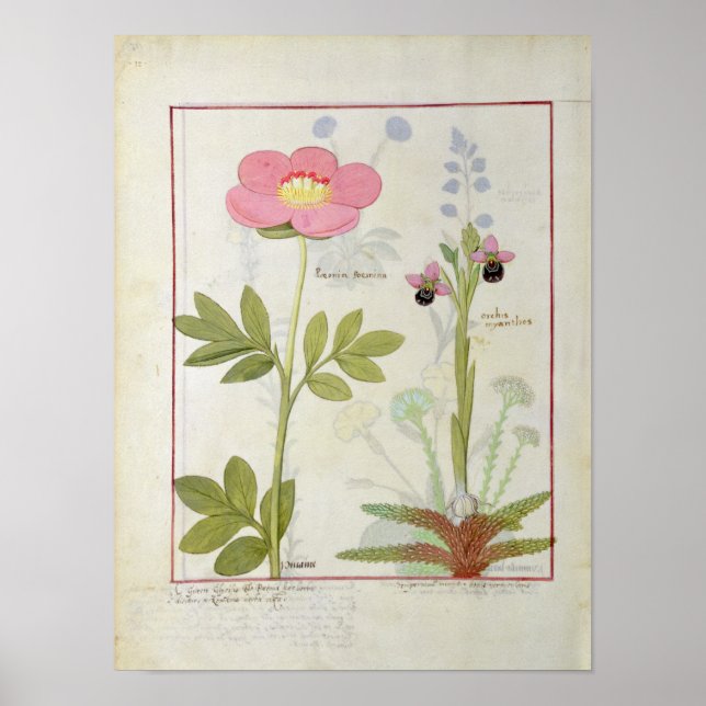 Affiches Paeonia ou Peony, et Orchis myanthos (Devant)