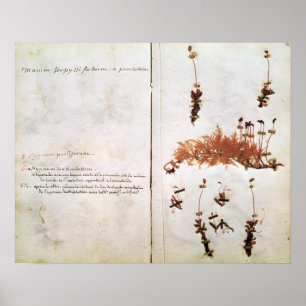 Affiches Page 15 d'un Herbarium