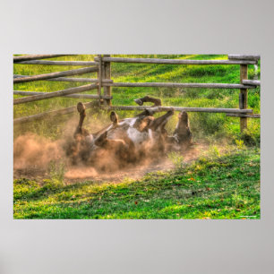 Affiches Paint Horse Rolling en Poussière Funny Equine Phot
