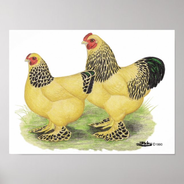 Affiches Paire Brahma Buff (Devant)