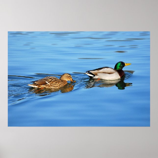 Affiches Paire de canards colverts (Devant)