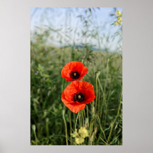 Affiches Paire de coquelicots