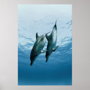 Affiches Paire de dauphins