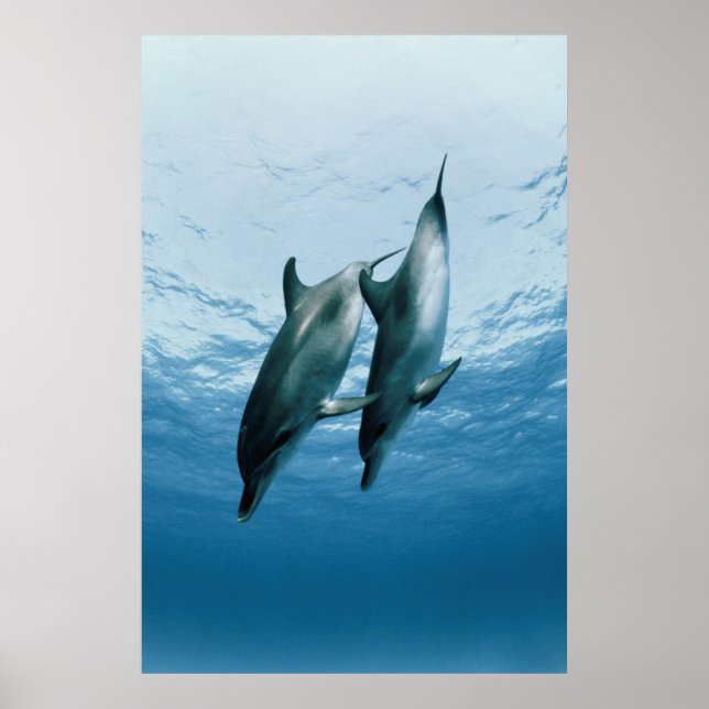 Affiches Paire de dauphins (Devant)