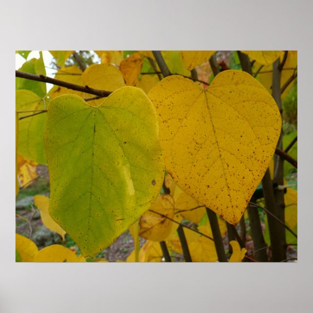 Affiches Paire de Feuille Redbud Automne  photo d'automne (Devant)