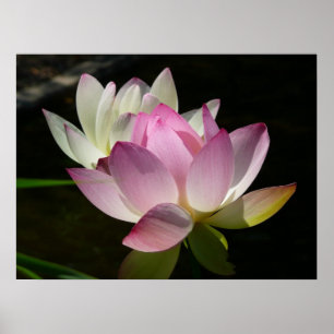 Affiches Paire de fleurs de lotus II