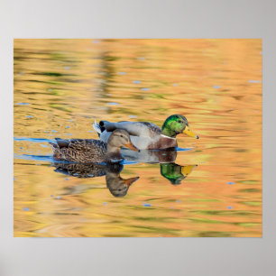 Affiches Paire de Mallards