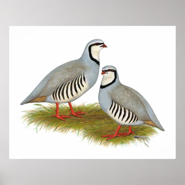 Affiches Paire de perdrix de Chukar (Devant)