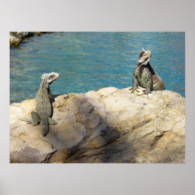 Affiches Paire d'Iguanes Photographie de faune tropicale (Devant)