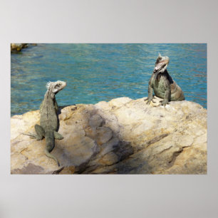 Affiches Paire d'Iguanes Photographie de faune tropicale