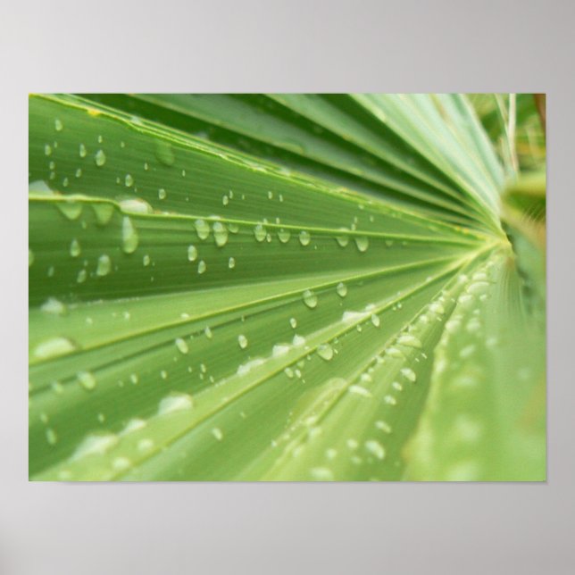 Affiches Palm Frond (Devant)