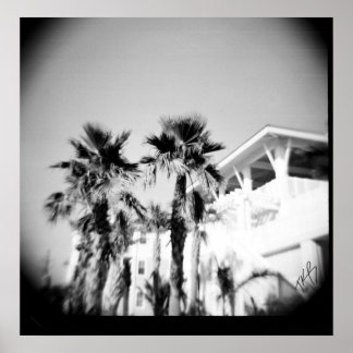 Affiches Palme noire et blanche