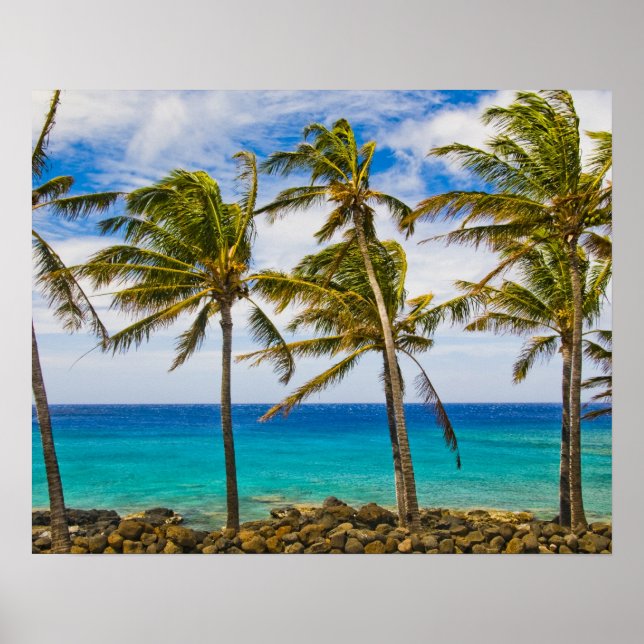 Affiches Palmier à noix de coco (Cocos nucifera) se balança (Devant)