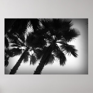 Affiches Palmiers