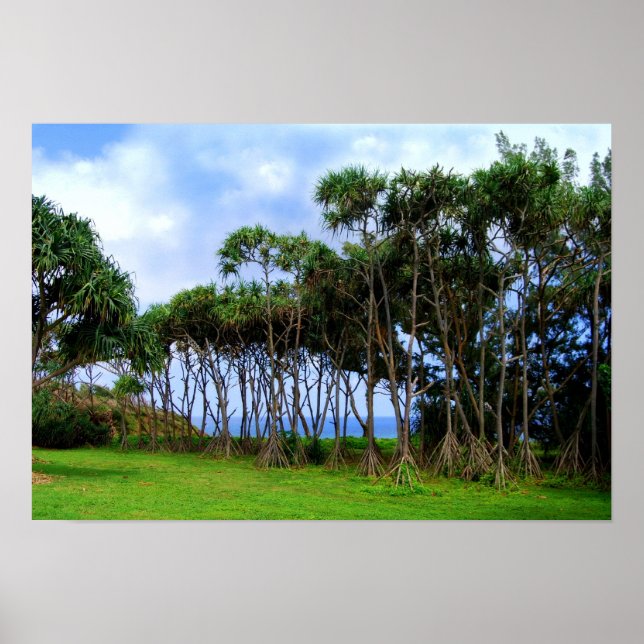 Affiches Palmiers à pied à Hawaii (Devant)