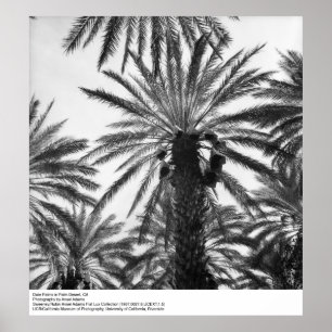 Affiches Palmiers dattes dans le désert de Palm par Ansel A