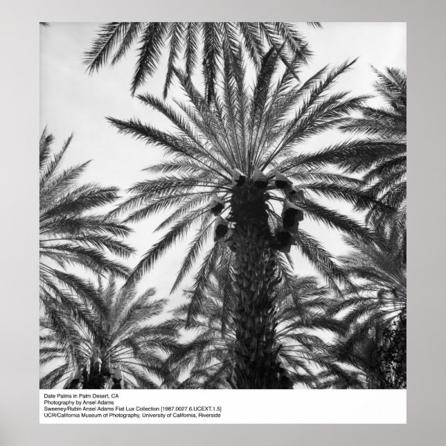 Affiches Palmiers dattes dans le désert de Palm par Ansel A (Devant)