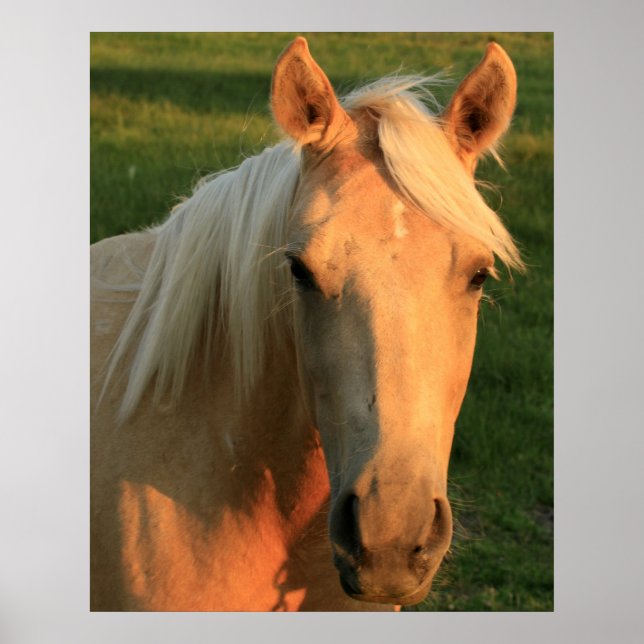 Affiches Palomino horse (Devant)