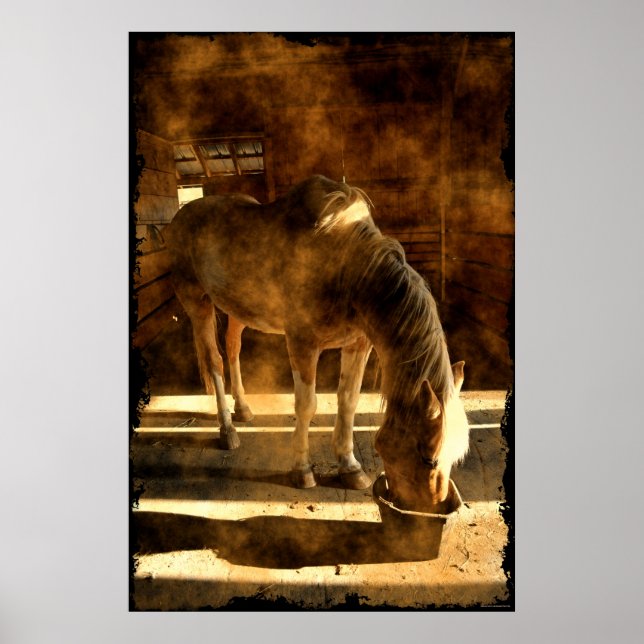 Affiches Palomino Pinto Horse Nourriture en Grange (Devant)