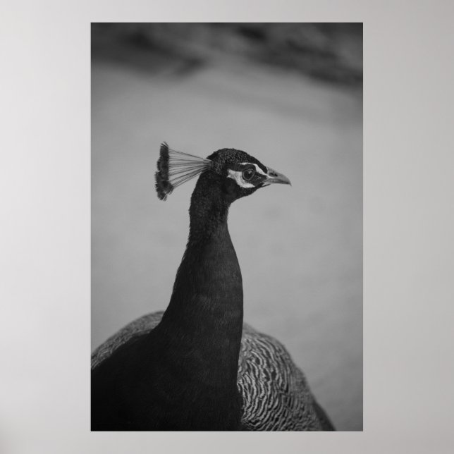 Affiches Palos Verdes Peacock (Devant)
