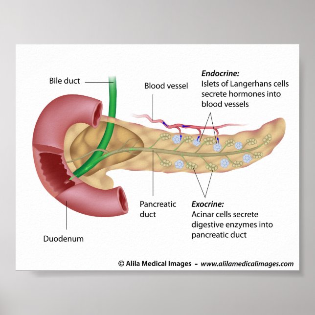 Affiches pancréas exocrine et endocrinien, labellisé dessin (Devant)