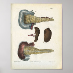 Affiches Pancreas Spleen Anatomie Vintage Imprimer