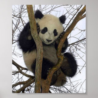Affiches Panda