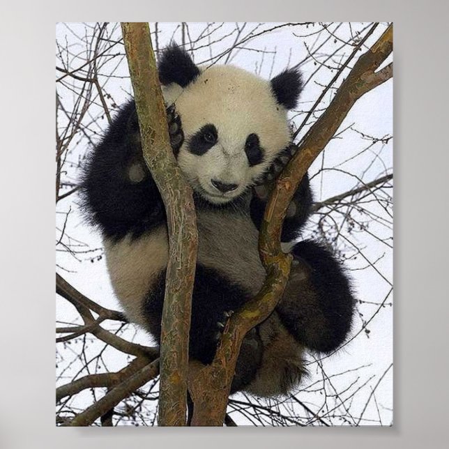 Affiches Panda (Devant)