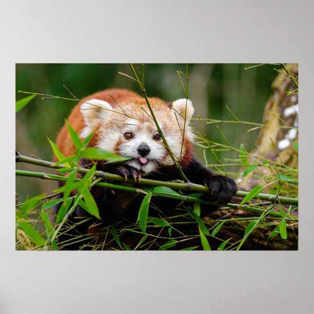 Affiches Panda (Devant)