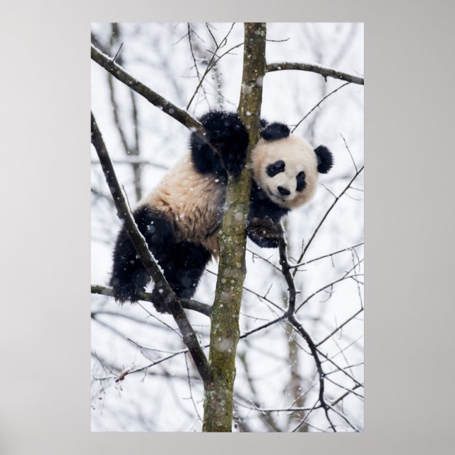 Affiches Panda bébé dans l'arbre (Devant)