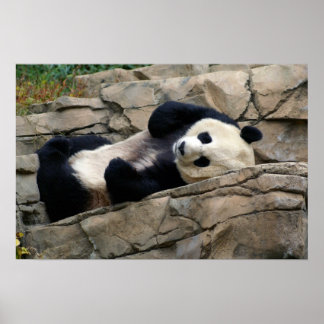 Affiches panda endormi