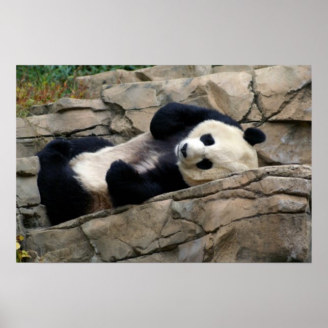 Affiches panda endormi (Devant)