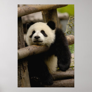 Affiches Panda géant bébé Ailuropoda melanoleuca)