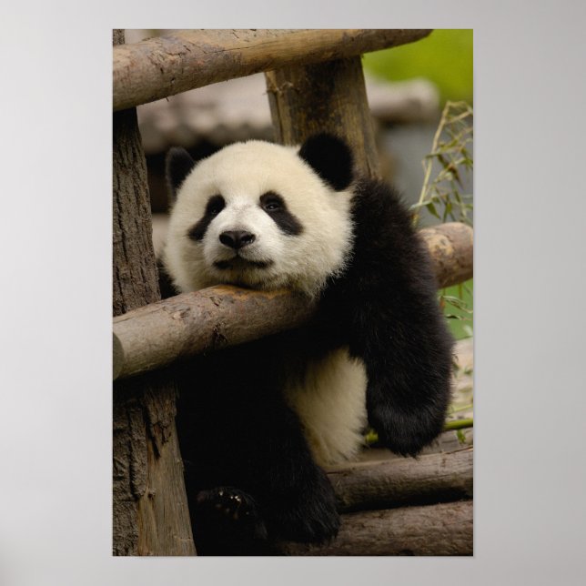 Affiches Panda géant bébé Ailuropoda melanoleuca) (Devant)