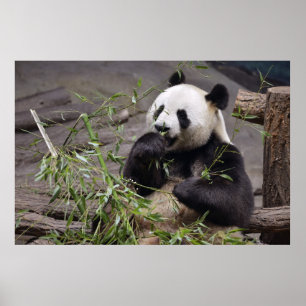 Affiches Panda géant mangeant du bambou