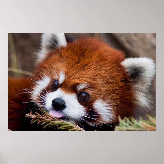Affiches Panda rouge (Devant)