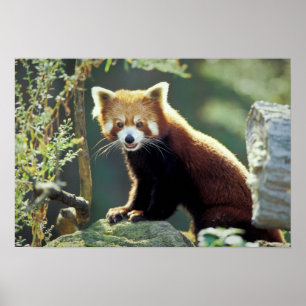 Affiches Panda rouge Ailurus fulgens)