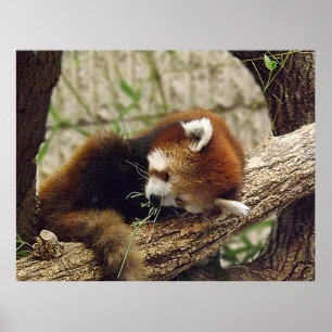Affiches Panda rouge dormant mignon avec nourriture dans sa