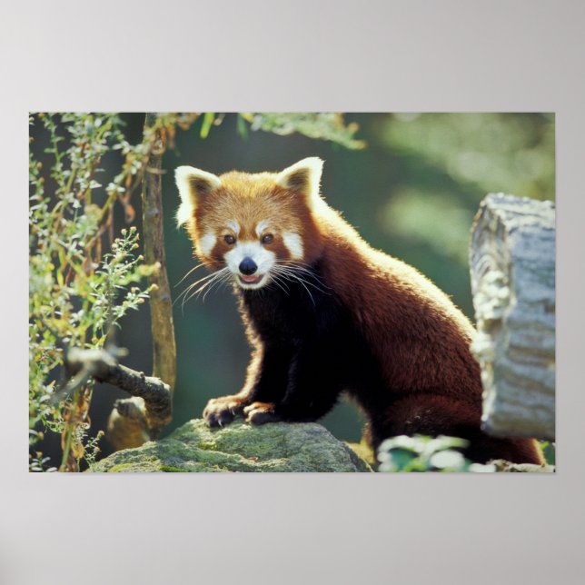 Affiches Panda roux Ailurus fulgens) (Devant)