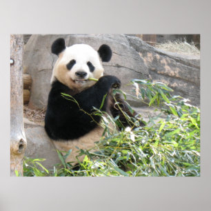 Affiches Panda Snack