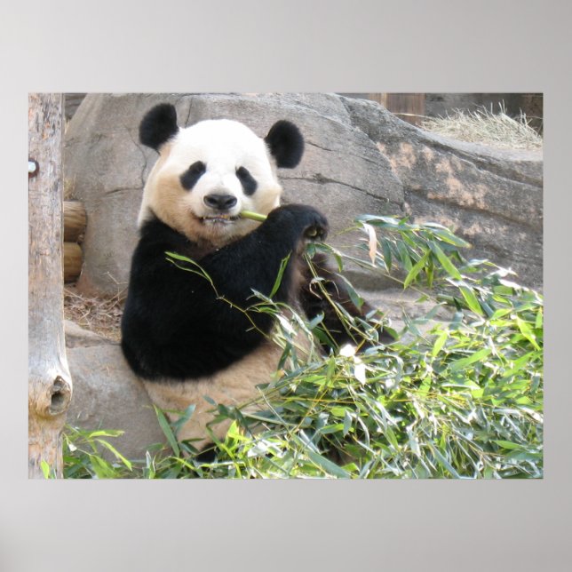 Affiches Panda Snack (Devant)