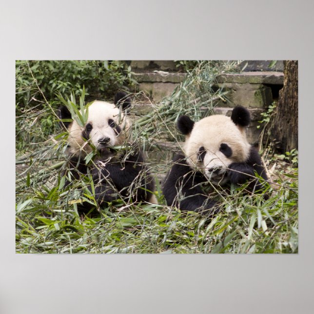 Affiches Pandas Mangeant du bambou ! (Devant)