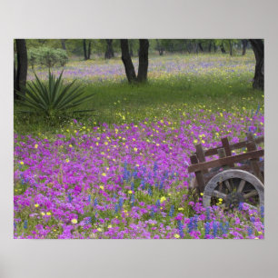 Affiches Panier en bois dans le champ de Phlox, Bonnets Ble