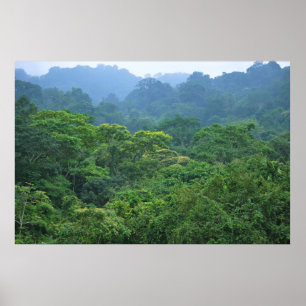 Affiches Panorama d'auvent de forêt tropicale