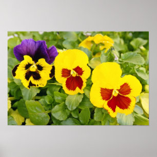 Affiches Pansies jaunes fleurs