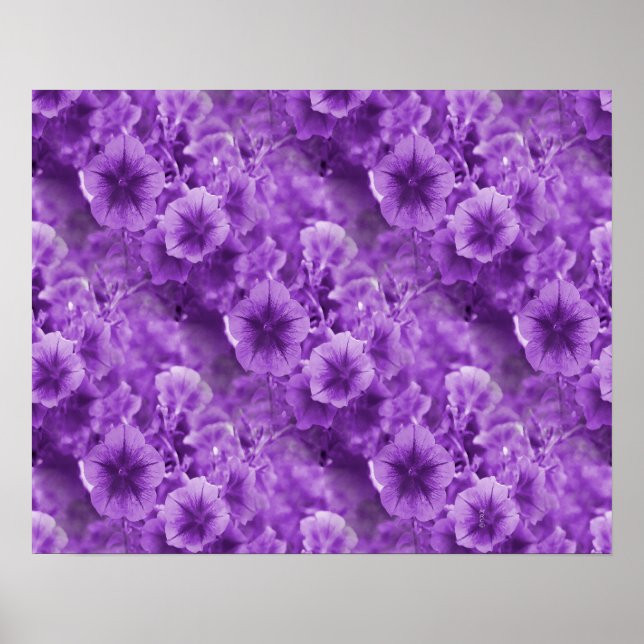 Affiches Pansies pourpres... (Devant)