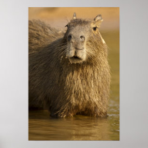 Affiches Pantanal, Brésil, Capybara, Hydrochoerus