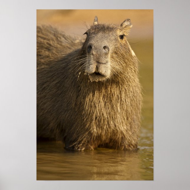 Affiches Pantanal, Brésil, Capybara, Hydrochoerus (Devant)